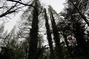 茂密森林中的高大树木