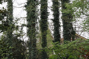 茂密绿植缠绕的高大树木