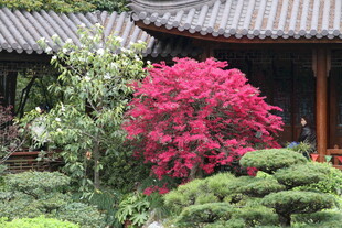 中式庭院中的艳丽花卉