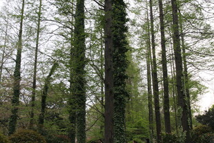 茂密森林中的高大树木