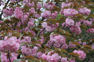 烂漫盛开的粉色繁花