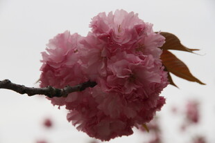 娇艳绽放的美丽樱花