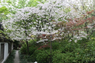 春日繁花小径