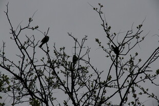 枝头鸟儿栖于光秃树枝