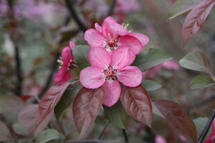 娇艳粉色海棠花绽放