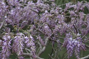 浪漫紫藤花绽放