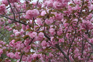 盛开的粉色繁花
