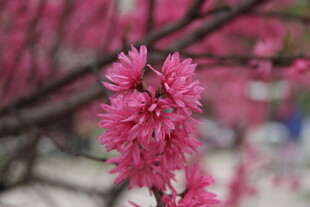 娇艳粉色花朵绽放枝头