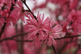 娇艳绽放的粉色花卉