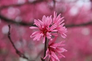 娇艳粉色花朵特写