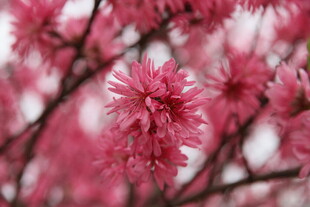 娇艳盛开的粉色繁花