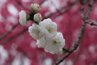 枝头绽放的洁白樱花