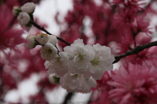粉白相间的美丽花枝