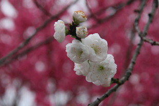 枝头绽放的洁白花卉