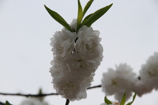 枝头绽放的洁白花朵