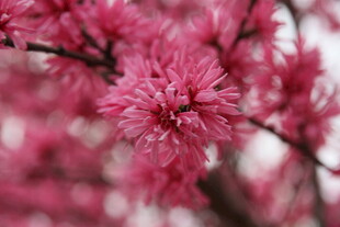 娇艳绽放的粉色花枝