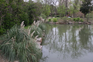 湖畔葱郁植物景观
