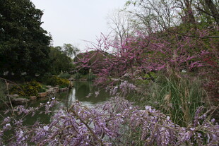春日繁花似锦的河畔景致