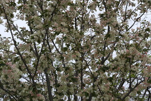 繁花满树的茂盛树木