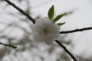 枝头绽放的洁白花朵