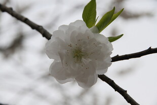 枝头绽放的洁白桃花