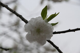 枝头绽放的洁白花朵