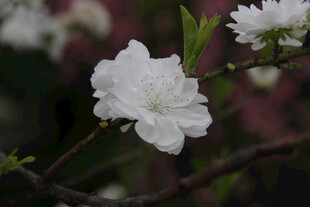 洁白桃花绽放枝头