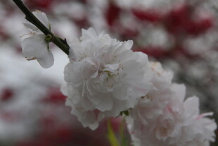 绽放的白色樱花