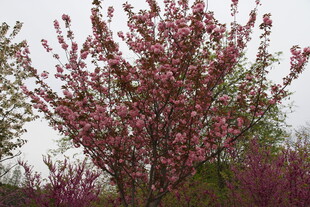 盛开的粉色繁花树