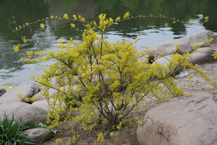 湖畔迎春花绽放于石旁