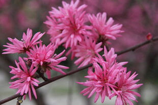 粉色绽放花枝上的美丽花朵