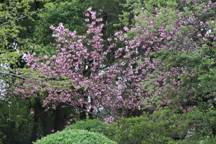 繁花绿树装点的园林景致