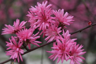 粉色娇艳绽放的花卉