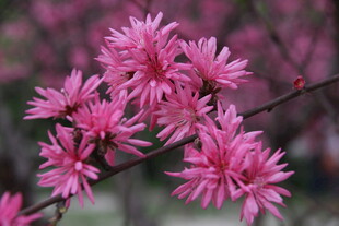 枝头绽放的娇艳粉色花朵