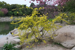 溪边绽放的金黄迎春花