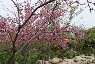 春日绽放的烂漫粉色花枝
