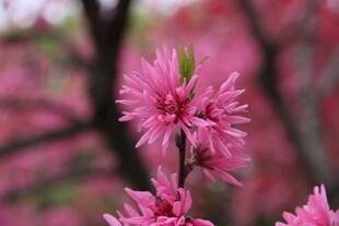 娇艳绽放的粉色桃花