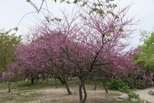 春日烂漫紫花树景