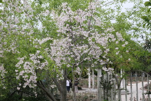 春日盛开的繁花树木