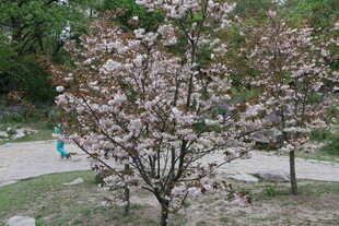 春日盛开的绚烂樱花树