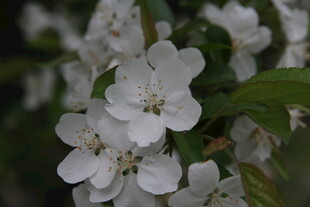 洁白绽放的美丽苹果花