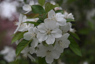 洁白绽放的苹果花枝