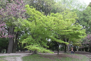 春日公园绿意盎然的树木