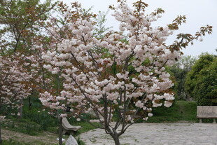 春日绽放的烂漫樱花树