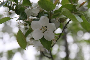 枝头绽放的洁白花朵