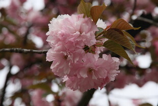 粉嫩樱花绽放枝头