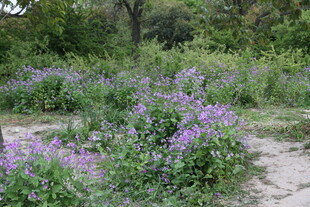 野外紫色花丛景观