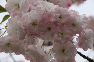 粉嫩樱花绽放枝头