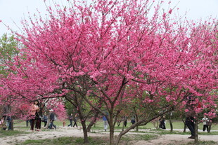 烂漫盛开的粉色繁花美景