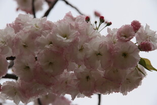 枝头绽放的粉嫩樱花